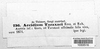 Aecidium taraxaci image